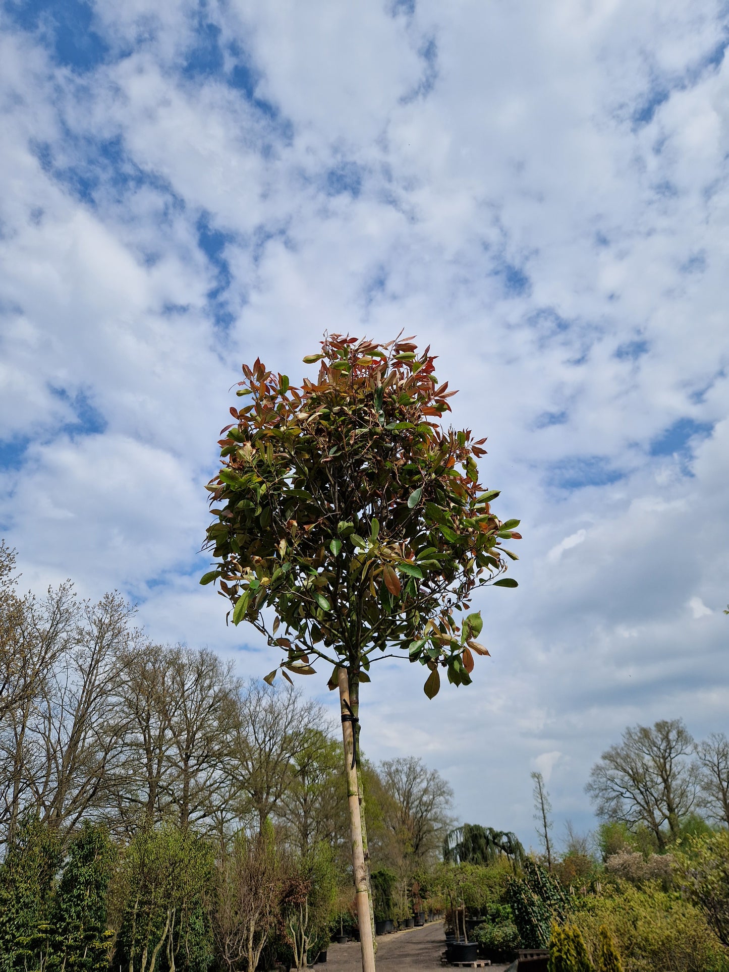 Photinia Fraseri Red robin hoogstam 180-200cm glansmispel