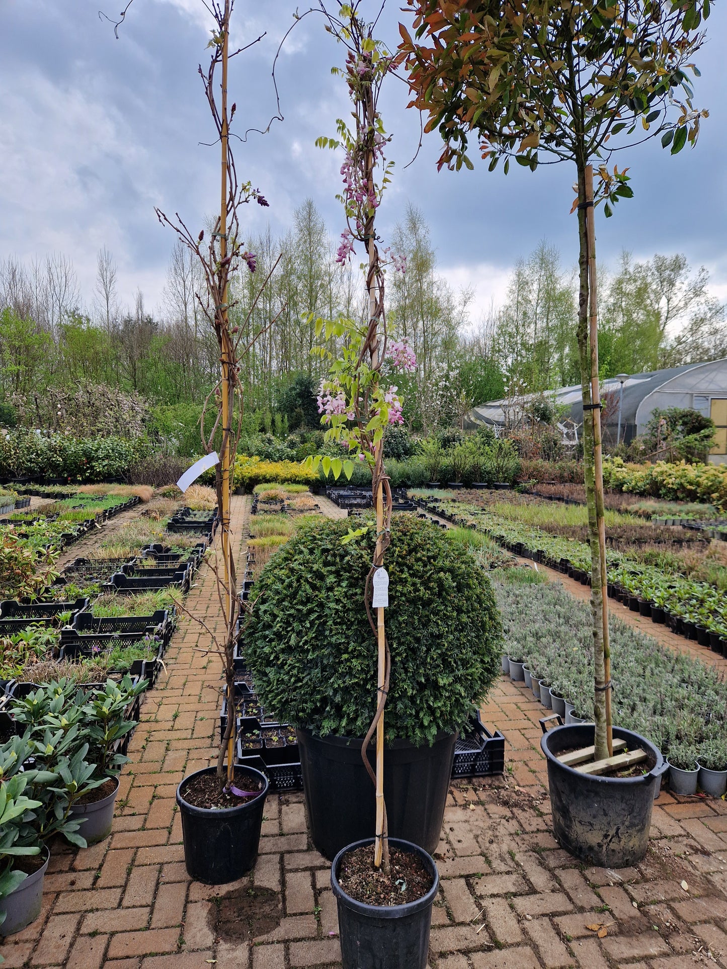 Wisteria Sinensis Brakybotrys Schowa Beni Roze