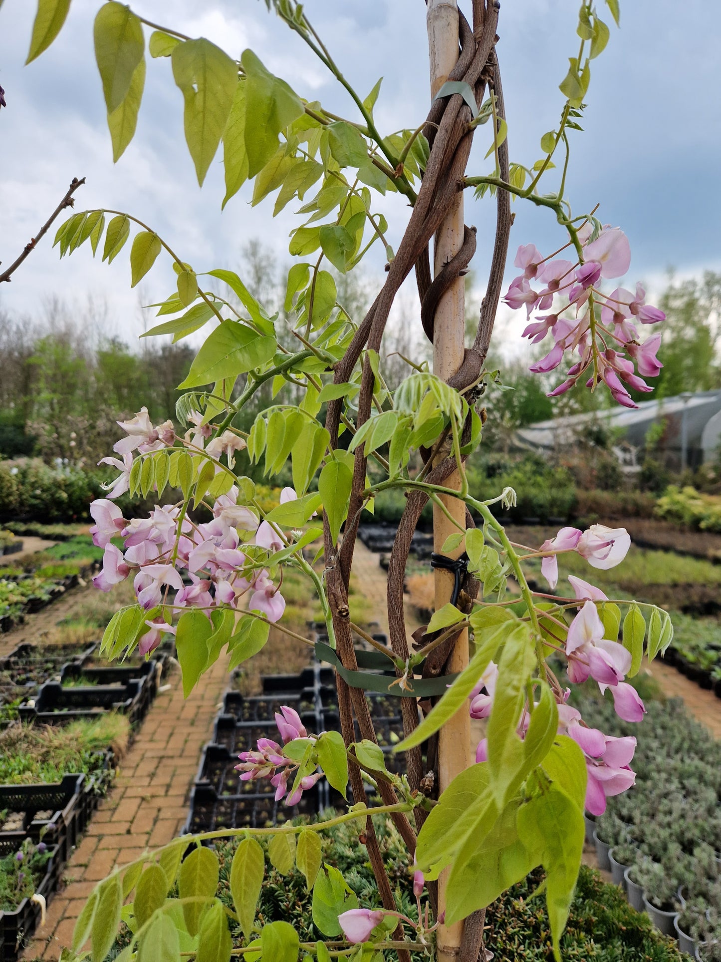 Wisteria Sinensis Brakybotrys Schowa Beni Roze