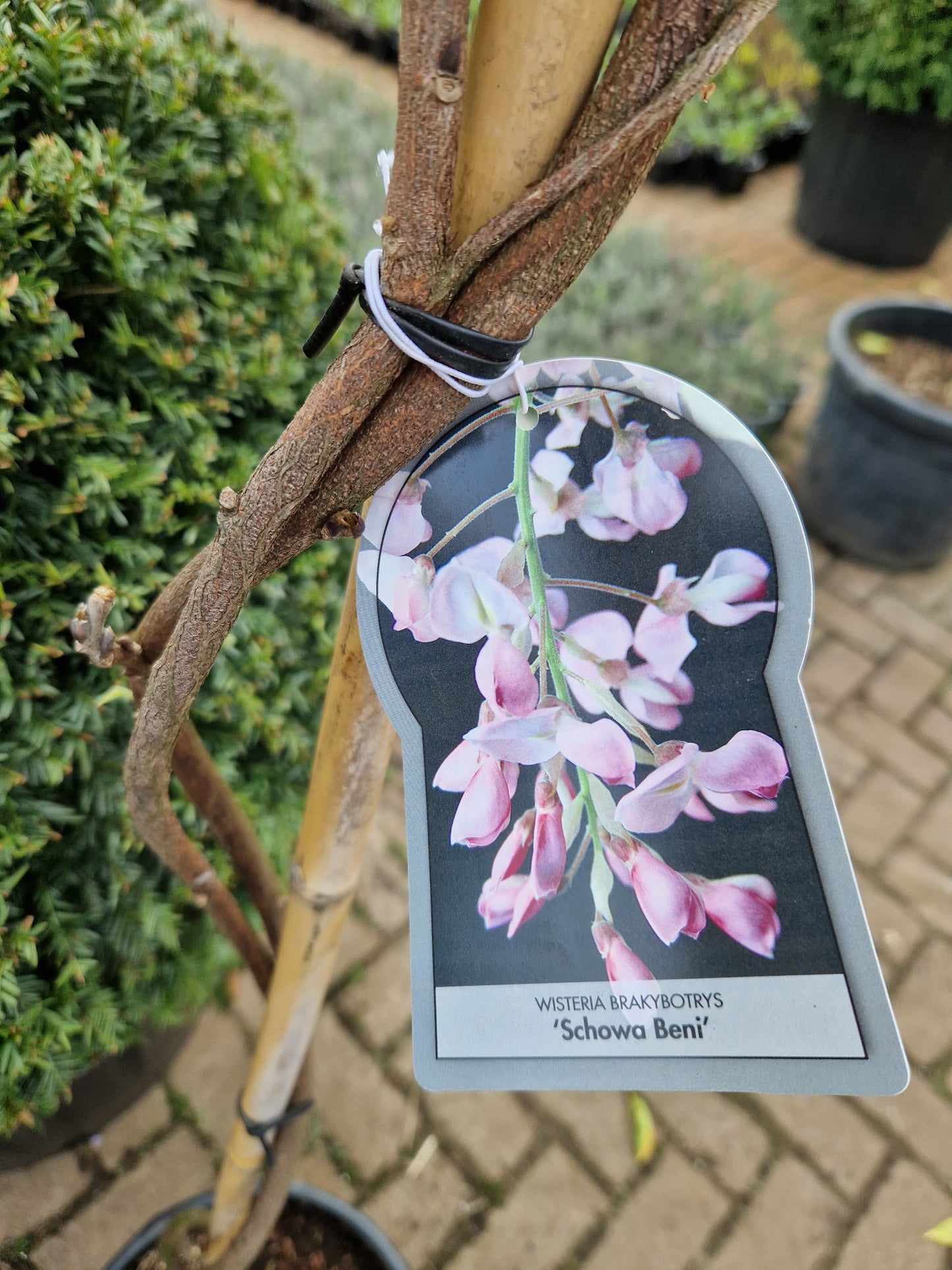 Wisteria Sinensis Brakybotrys Schowa Beni Roze