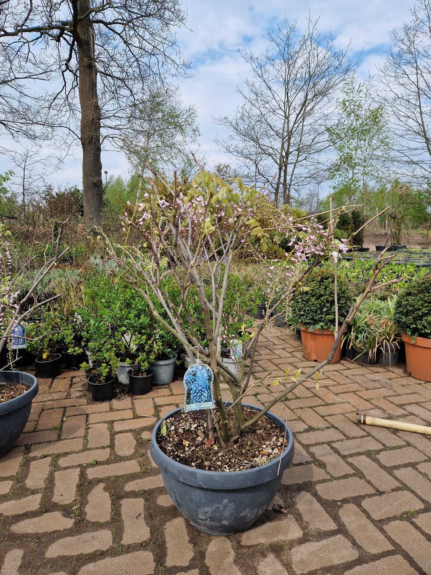 Wisteria Sinensis Prolific Blauwe regen in schotel