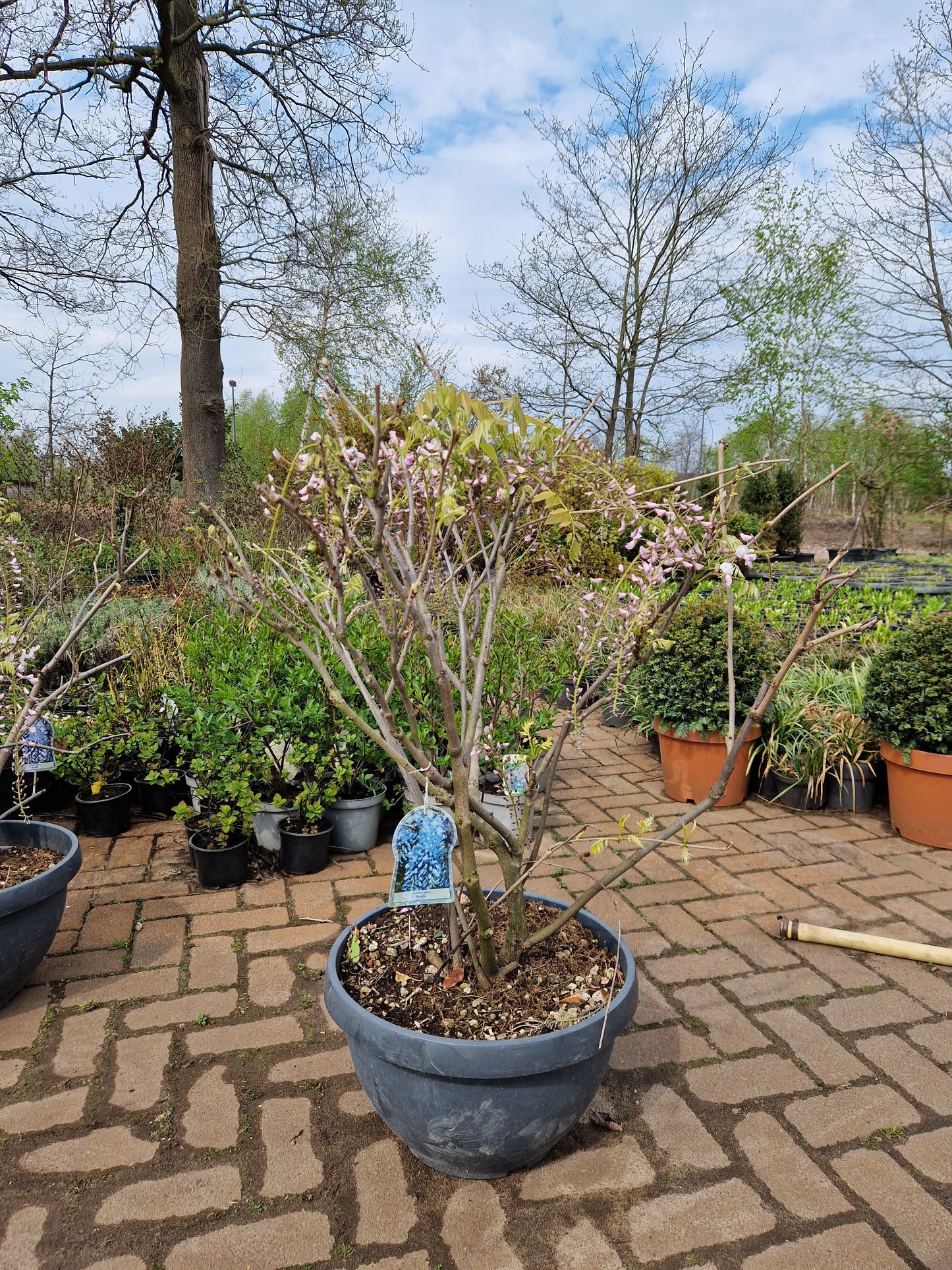 Wisteria Sinensis Prolific Blauwe regen in schotel