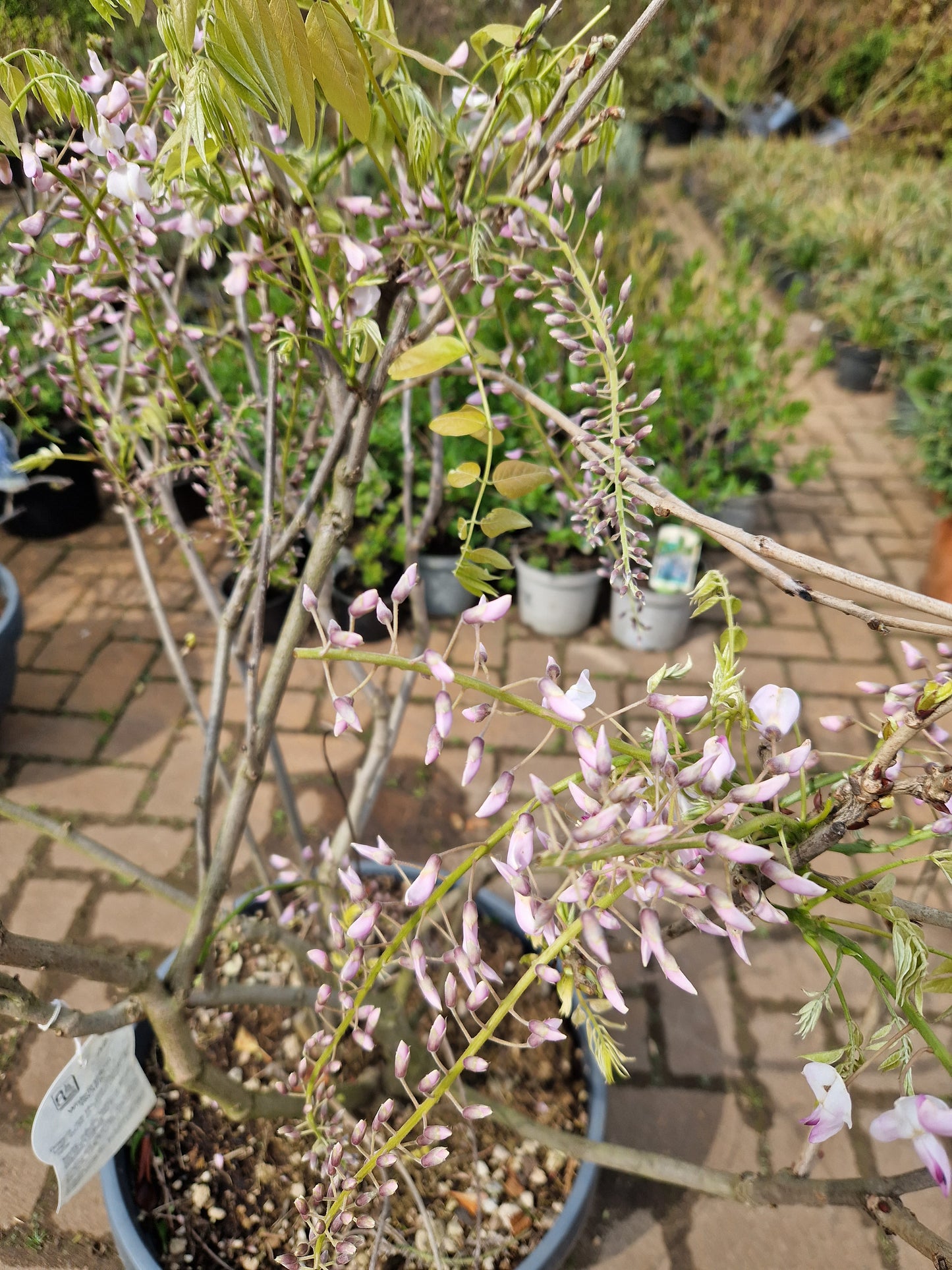 Wisteria Sinensis Prolific Blauwe regen in schotel