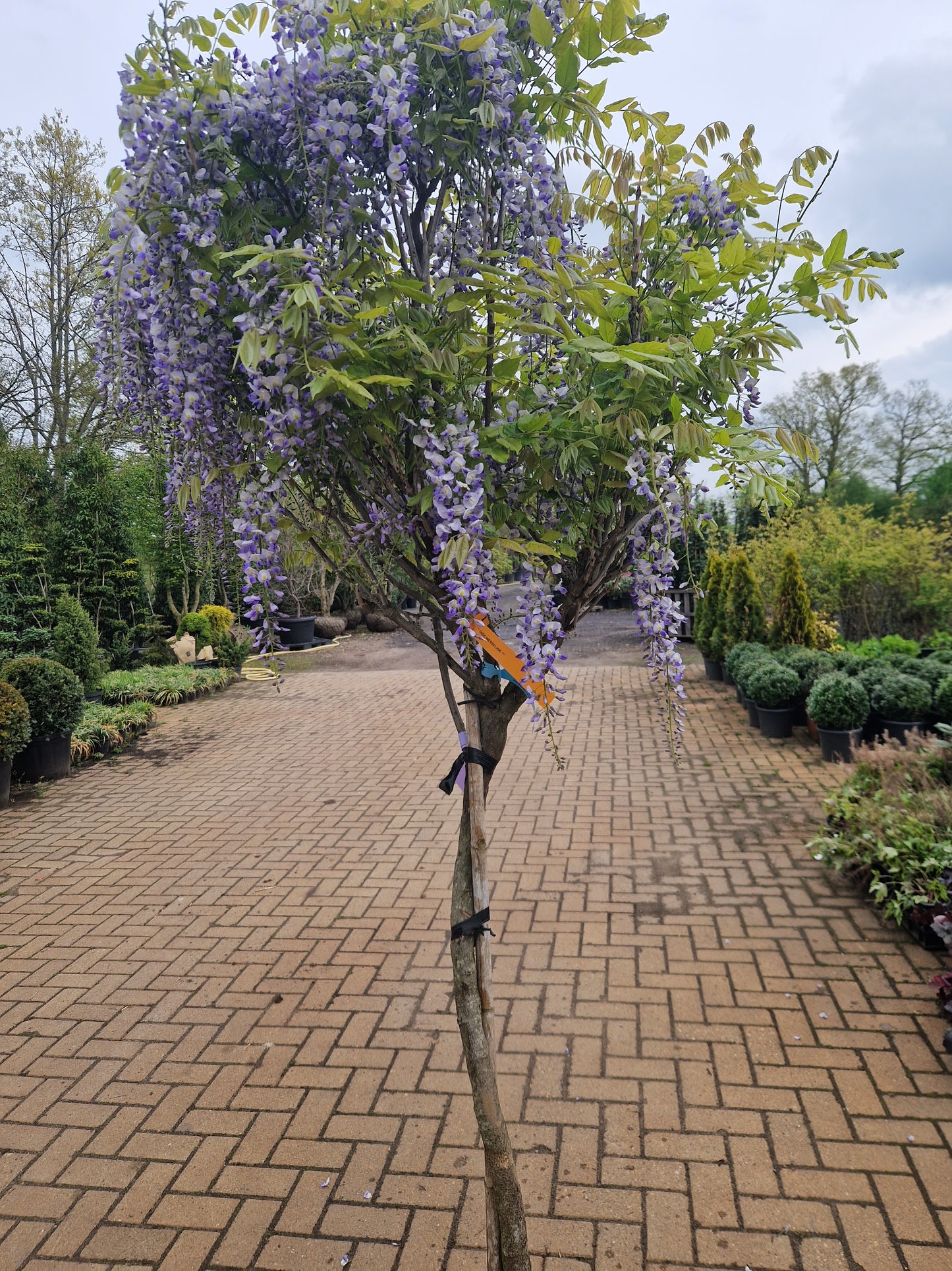 Wisteria Blauwe regen floribunda Lawrence Op stam