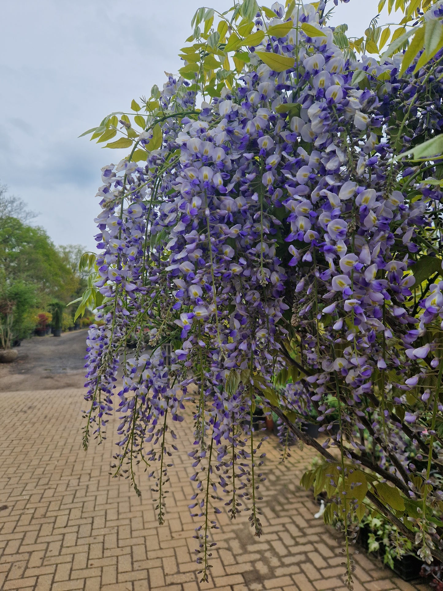 Wisteria Blauwe regen floribunda Lawrence Op stam