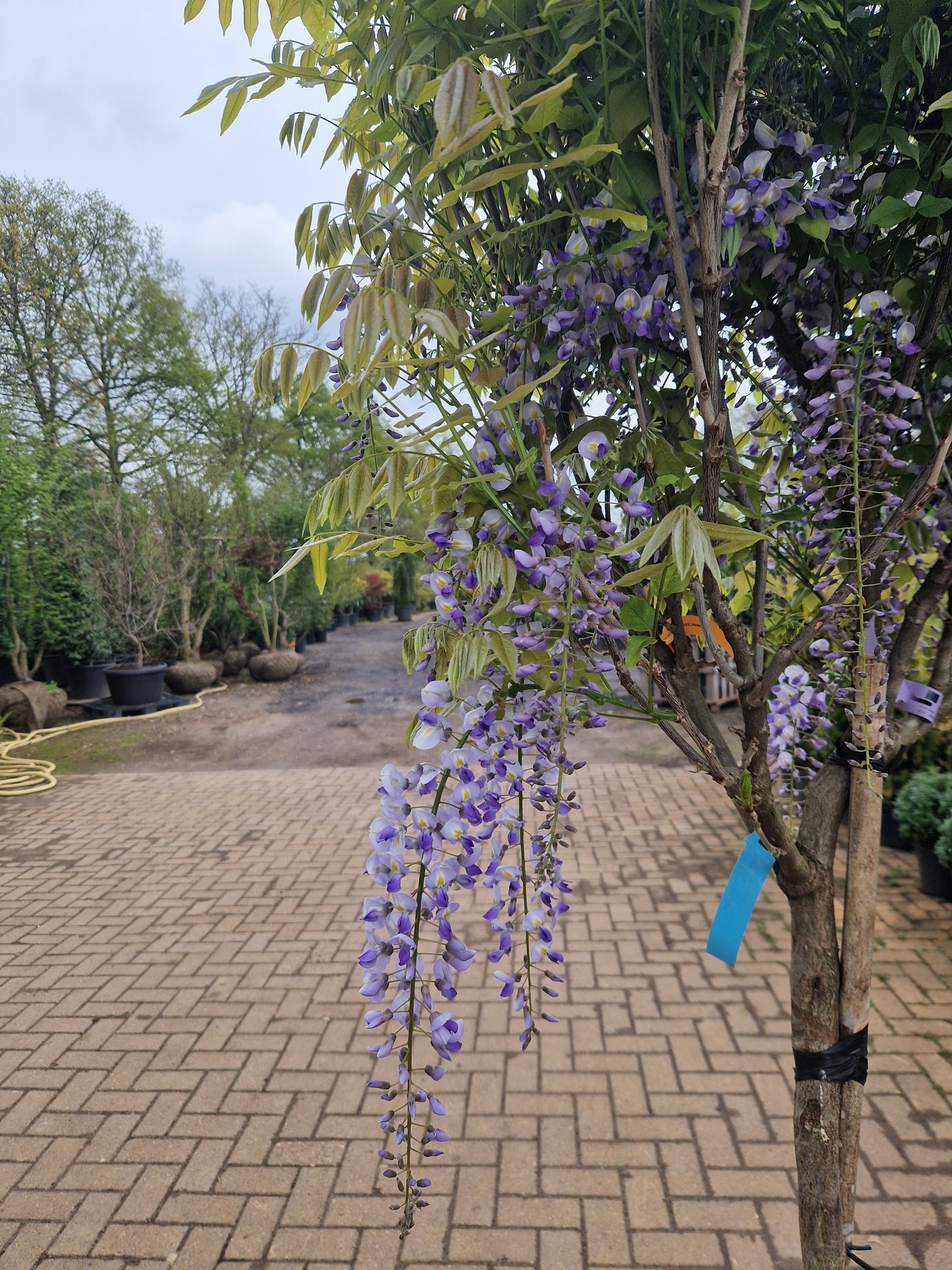 Wisteria Blauwe regen floribunda Lawrence Op stam