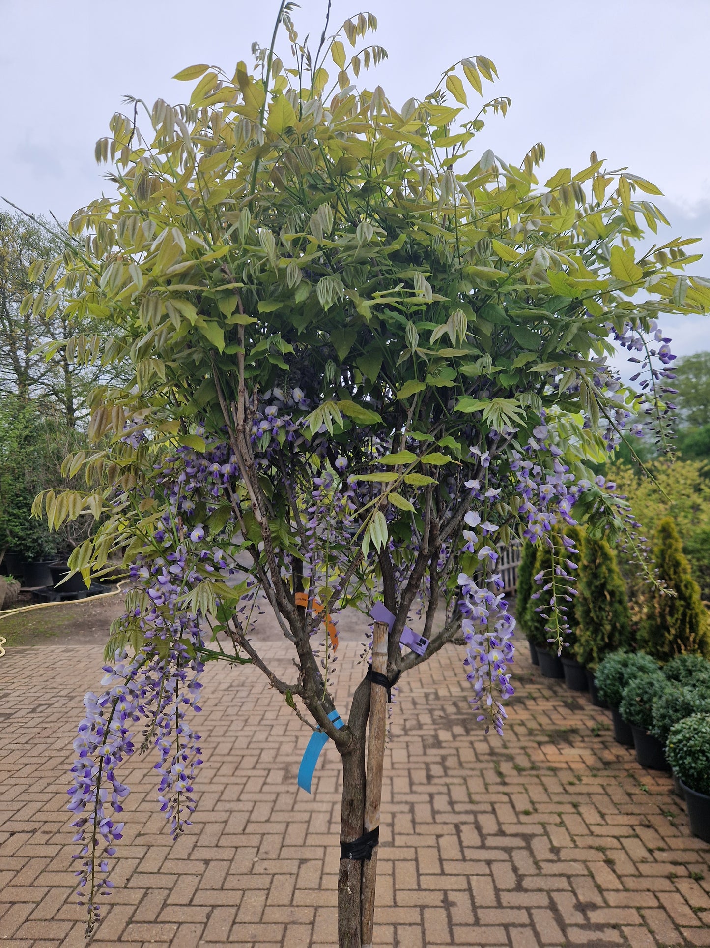 Wisteria Blauwe regen floribunda Lawrence Op stam