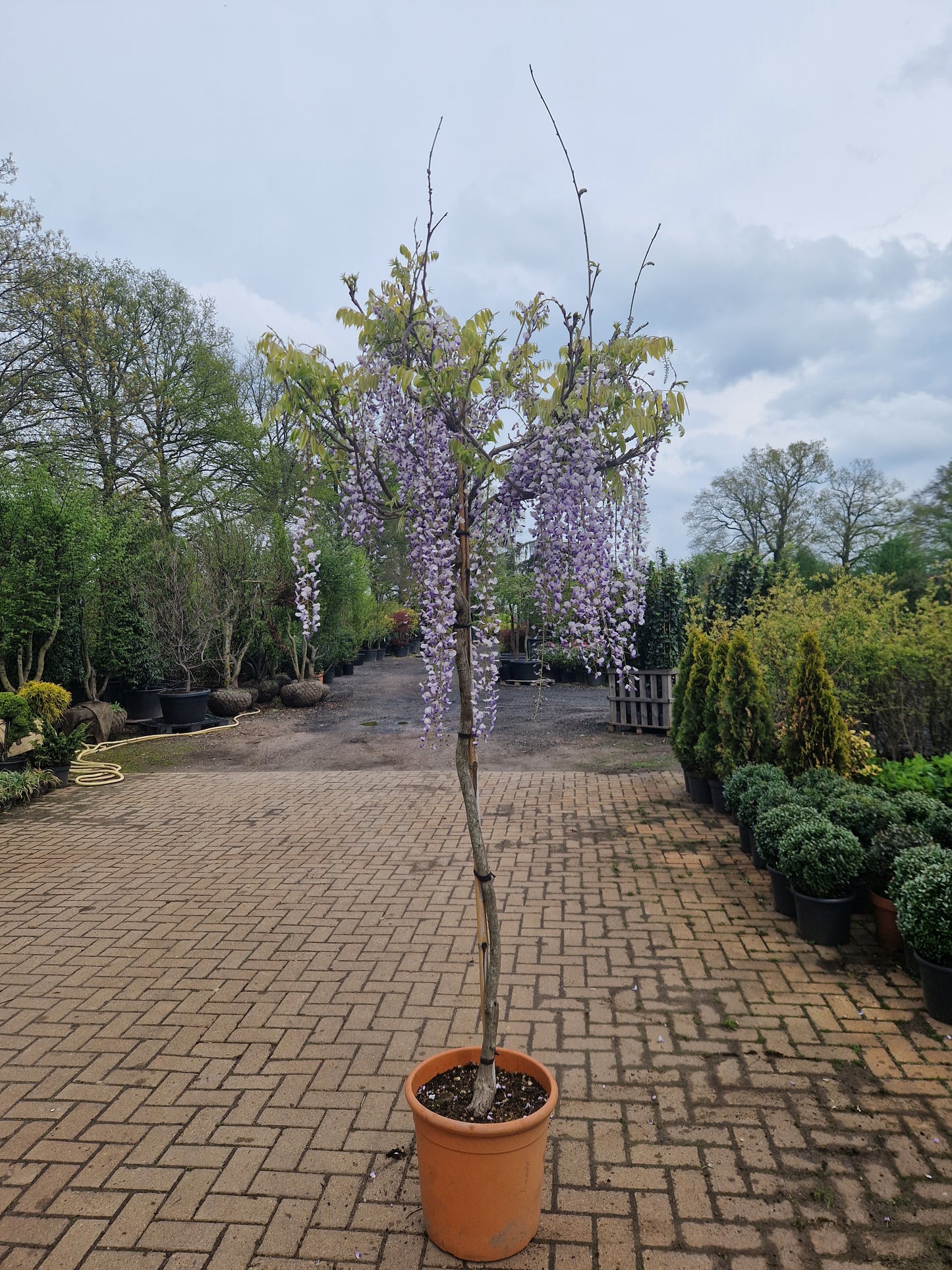 Wisteria sinensis blauwe regen op stam XXL