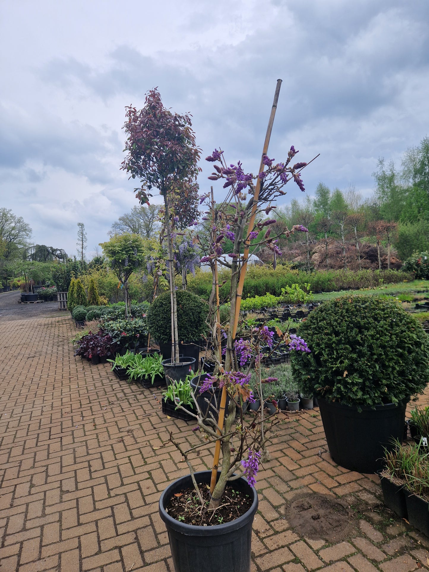Wisteria Sinensis Blauwe regen 150-175cm