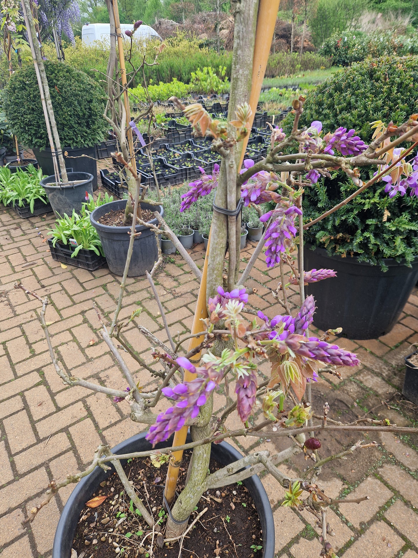 Wisteria Sinensis Blauwe regen 150-175cm
