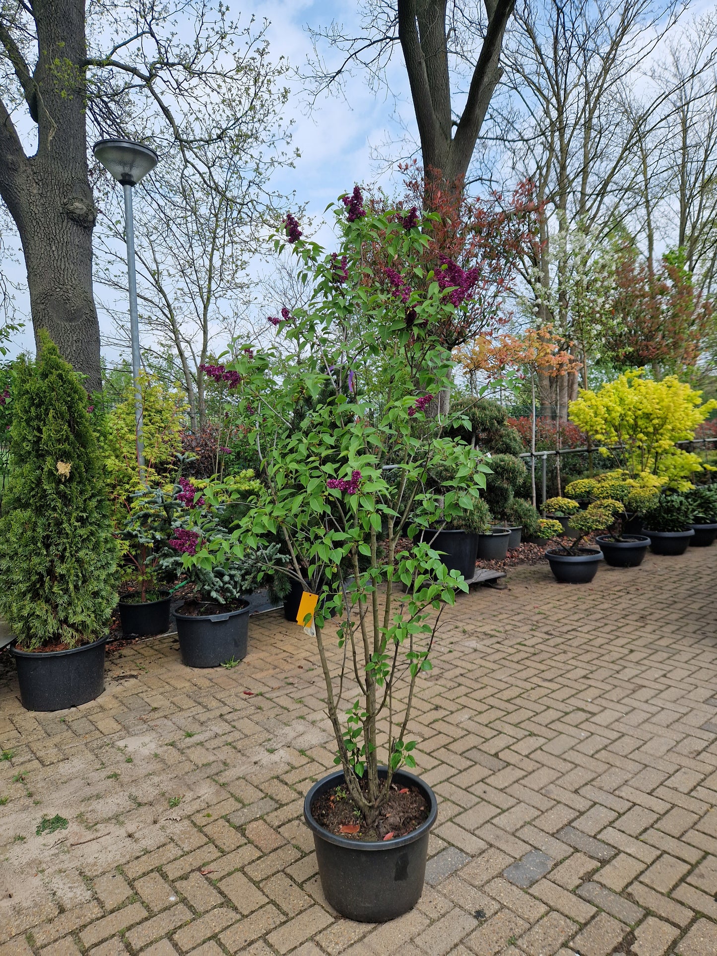 Syringa vulgaris Charles Joly Sering 175cm Paars rood