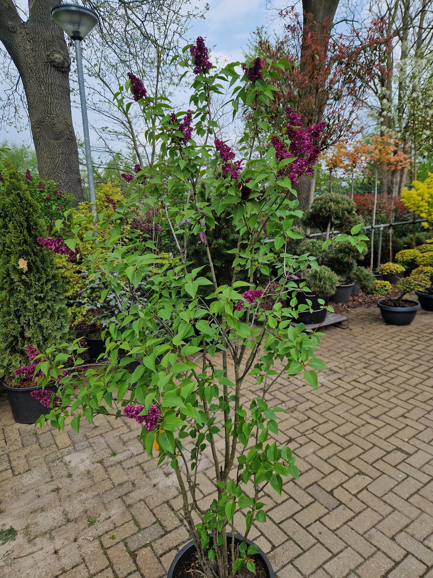 Syringa vulgaris Charles Joly Sering 175cm Paars rood