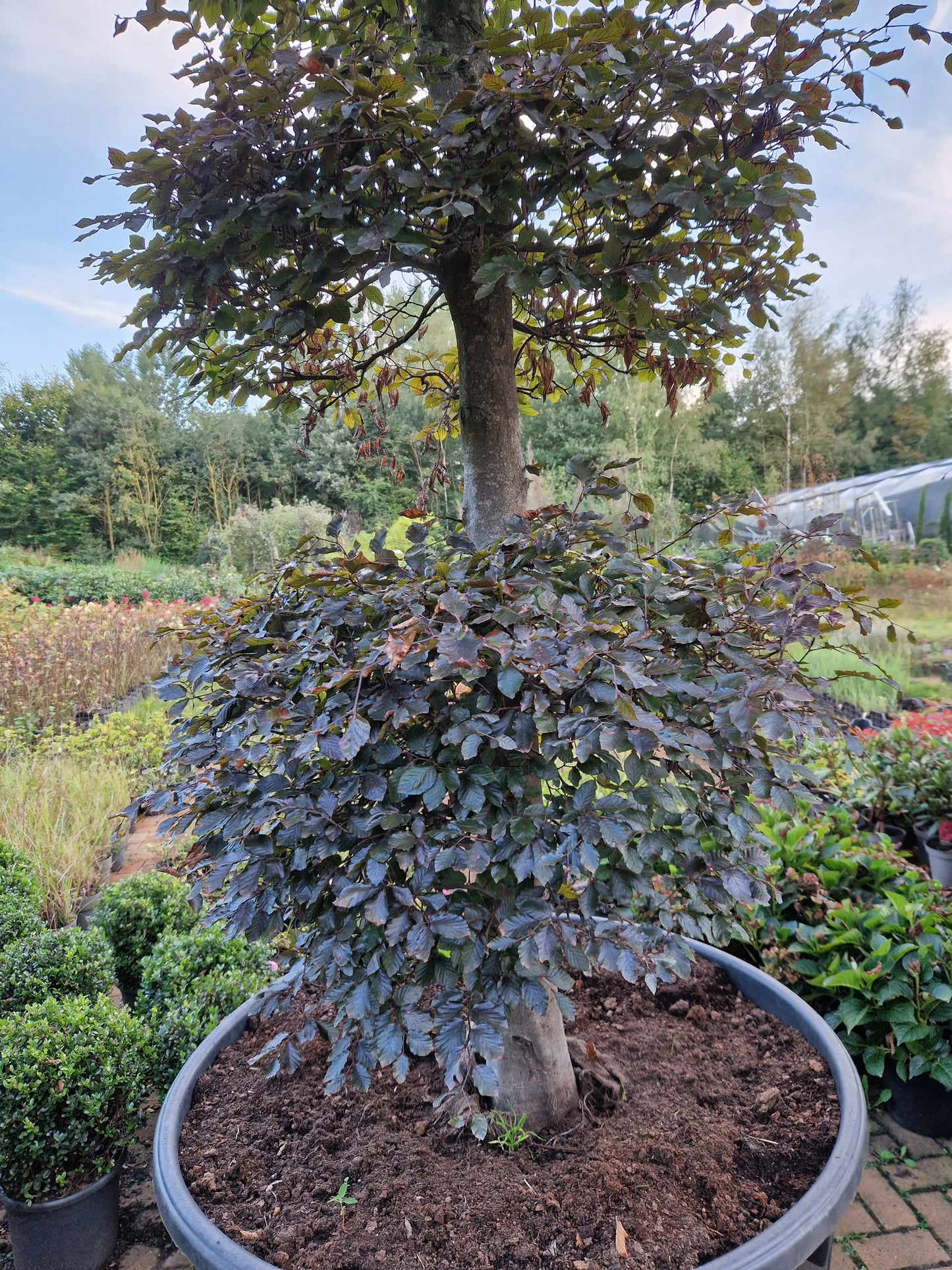 Fagus Sylvatica Atropunicea XXL rode vormsnoei beuk
