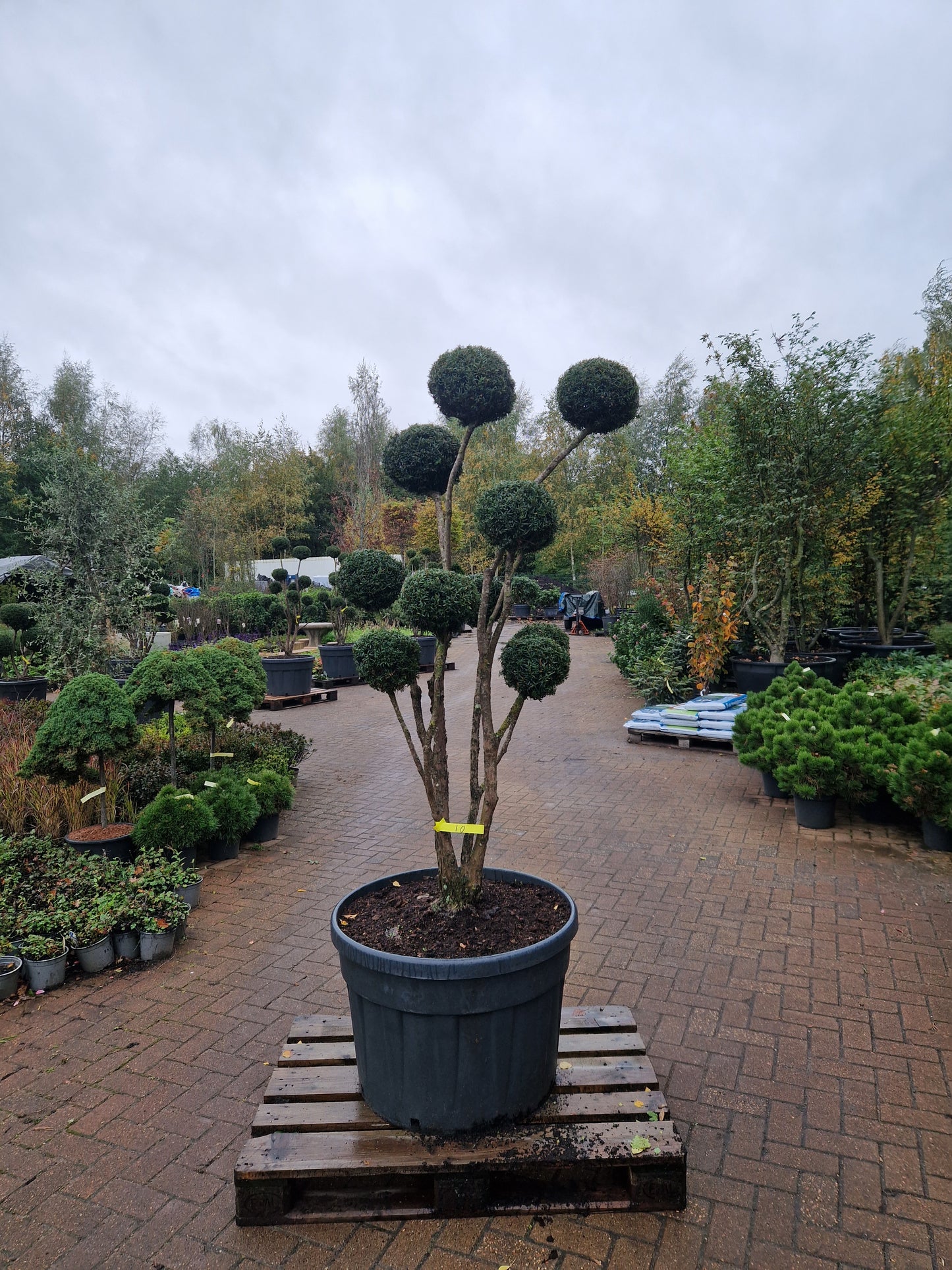Taxus baccata Bonsai #10