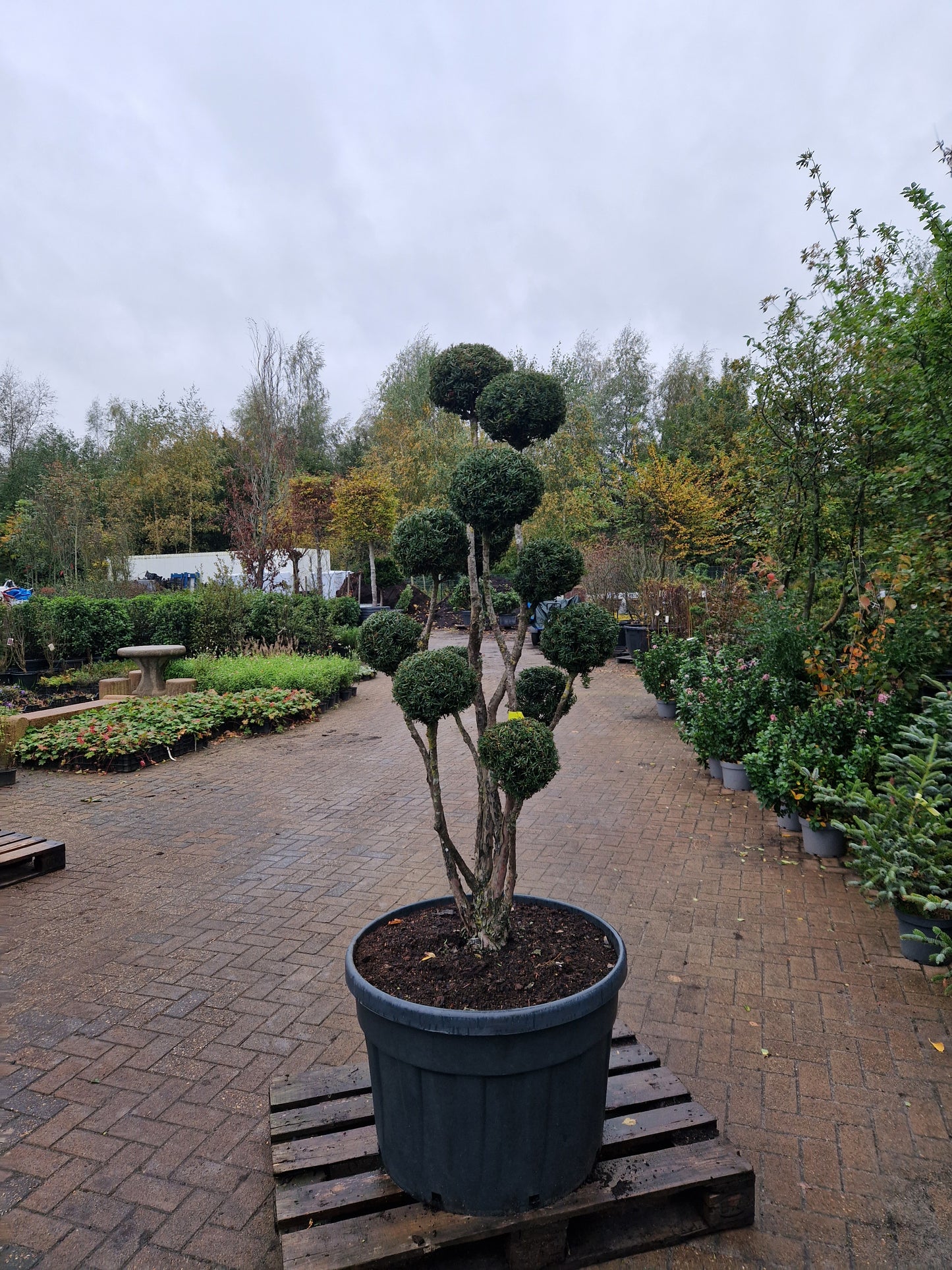 Taxus baccata Bonsai #8