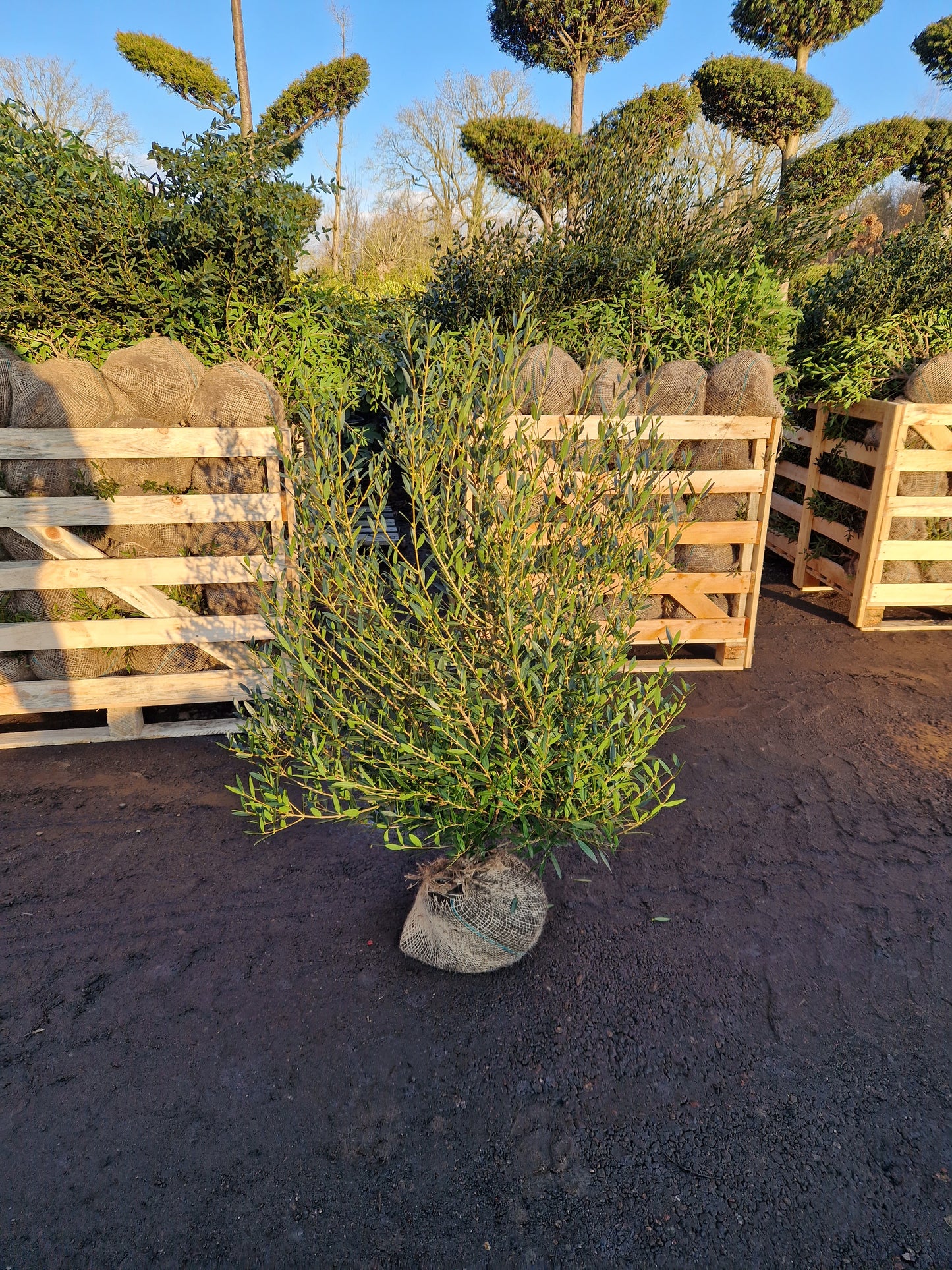 Phillyrea Angustifolia Steenlinde 80-100 cm