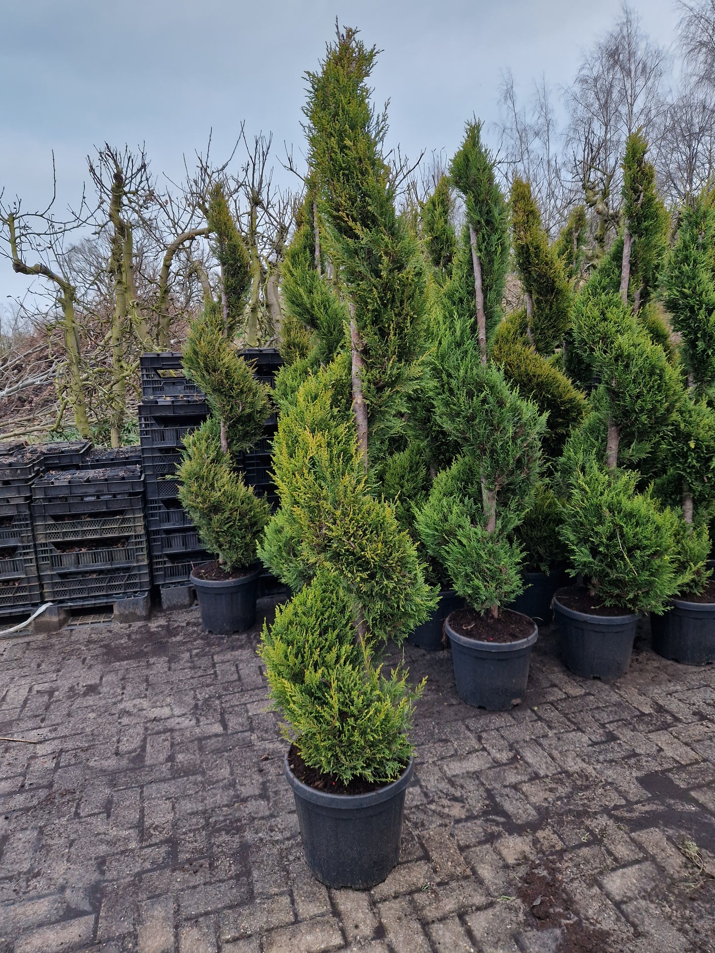 Cupressocyparis leylandii Spiraal 175-200cm
