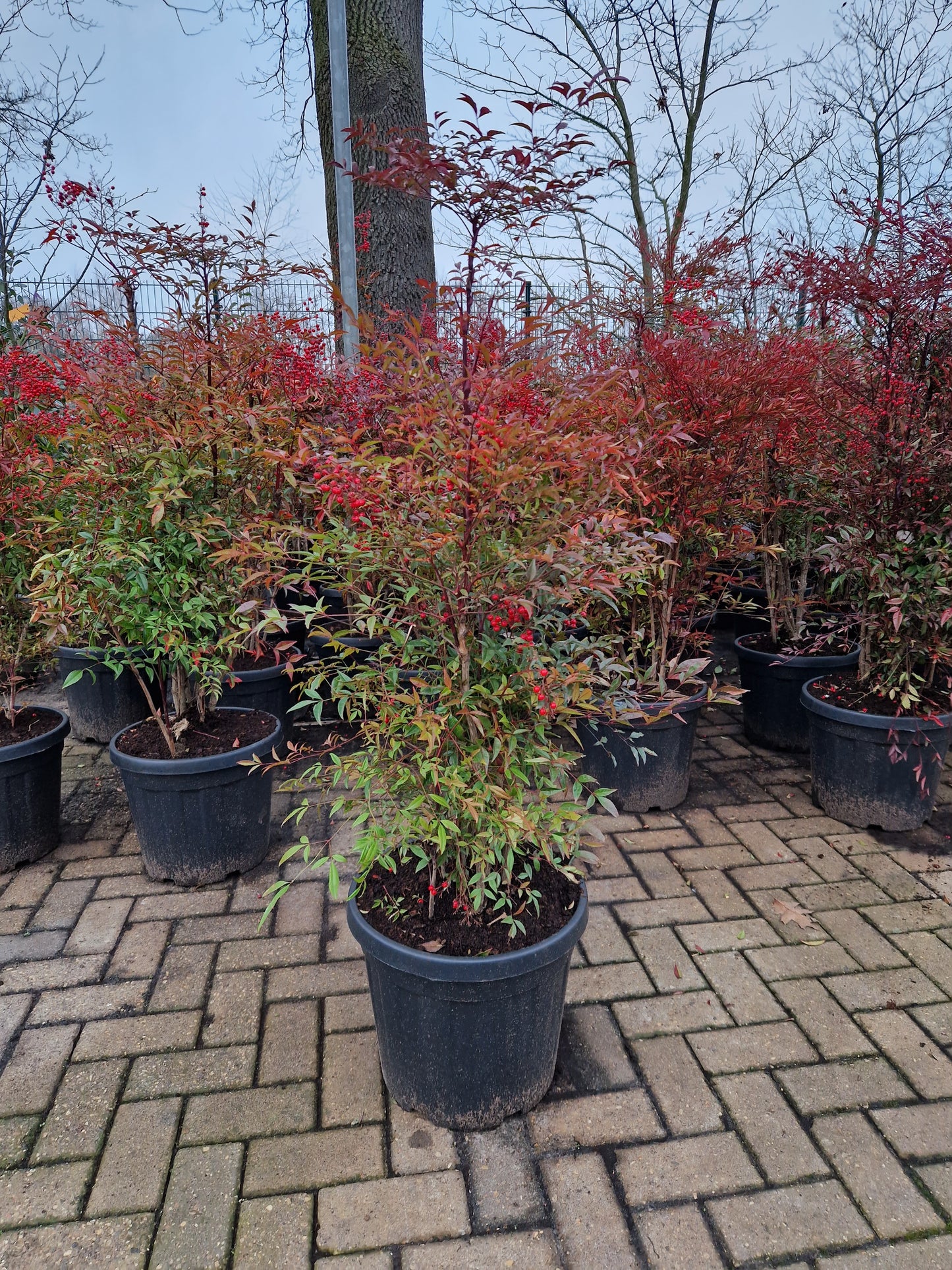 Nandina domestica hemelse bamboe 80-100cm XXL