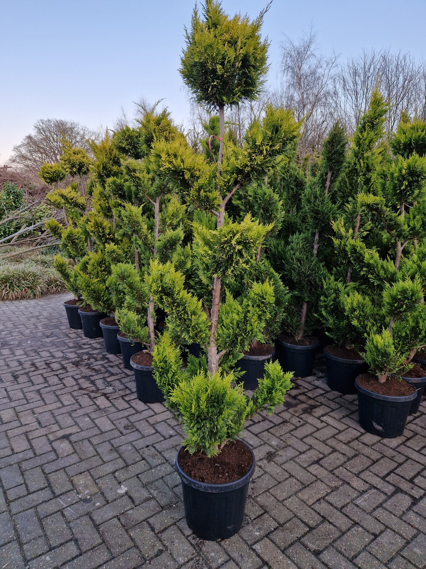 Cupressocyparis leylandii Gold rider 175-200 Pompon