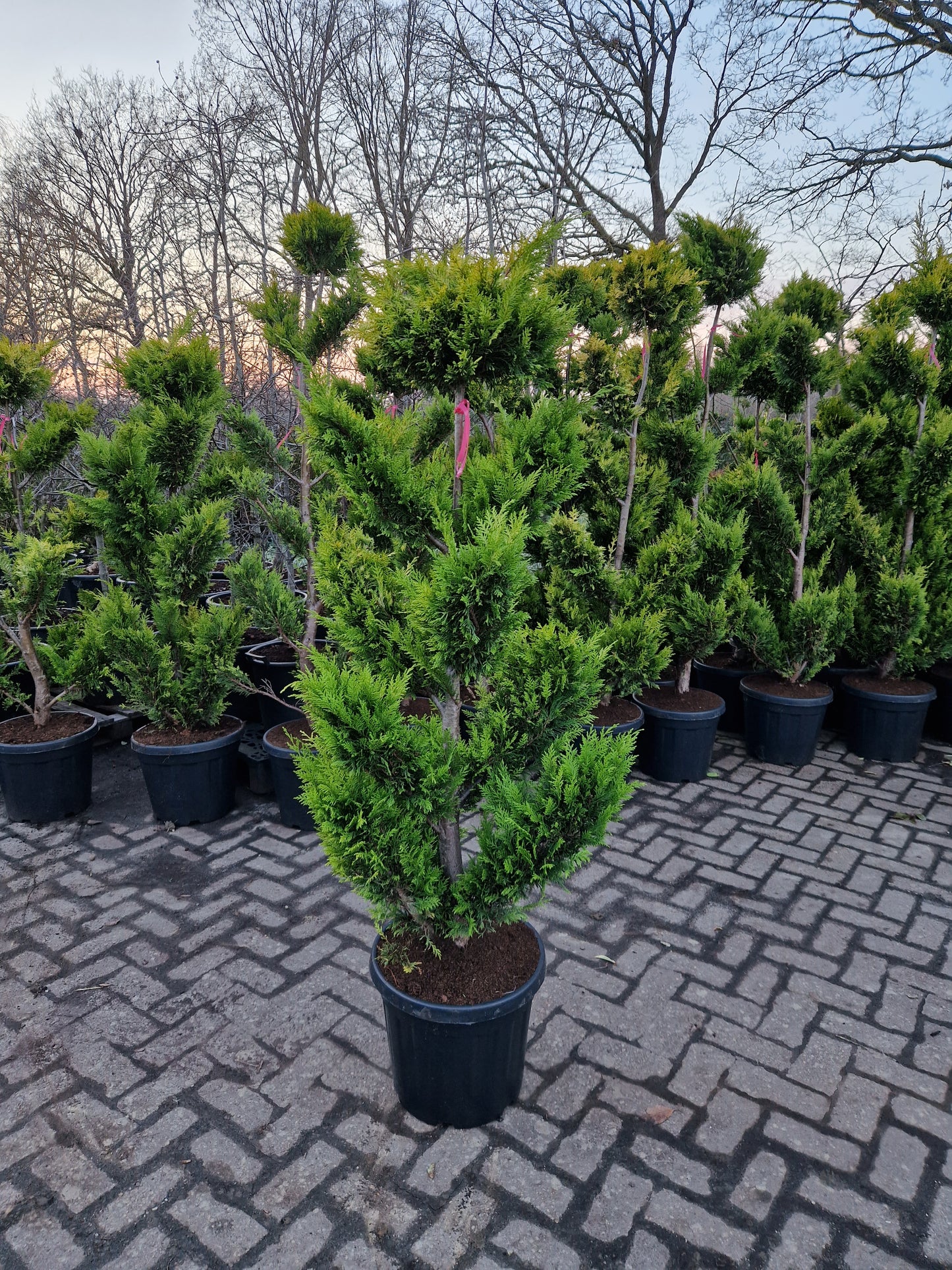 Cupressocyparis leylandii Gold rider 150-175cm Pompon