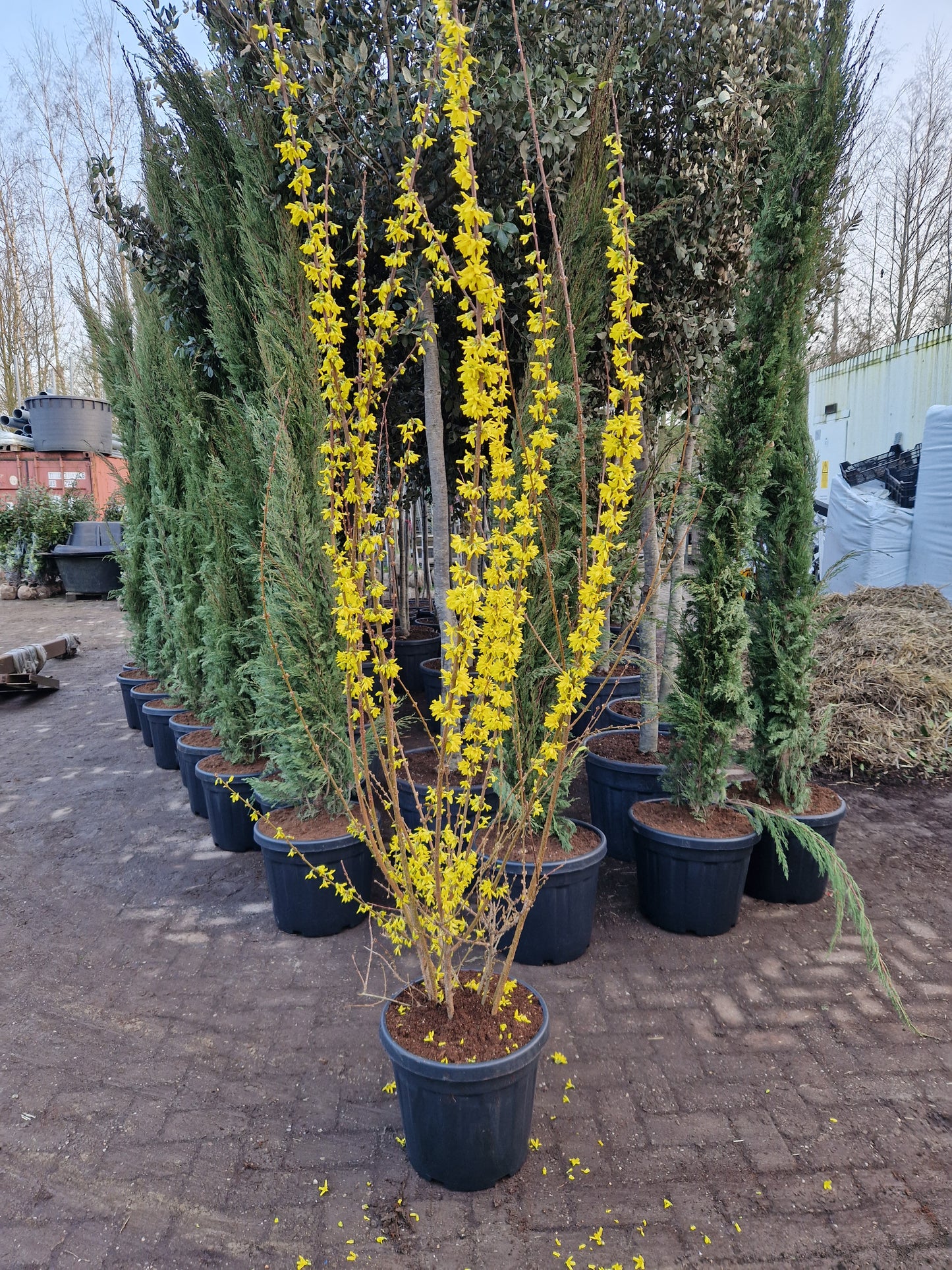 Forsythia intermedia Chinees klokje 175-200cm XXL