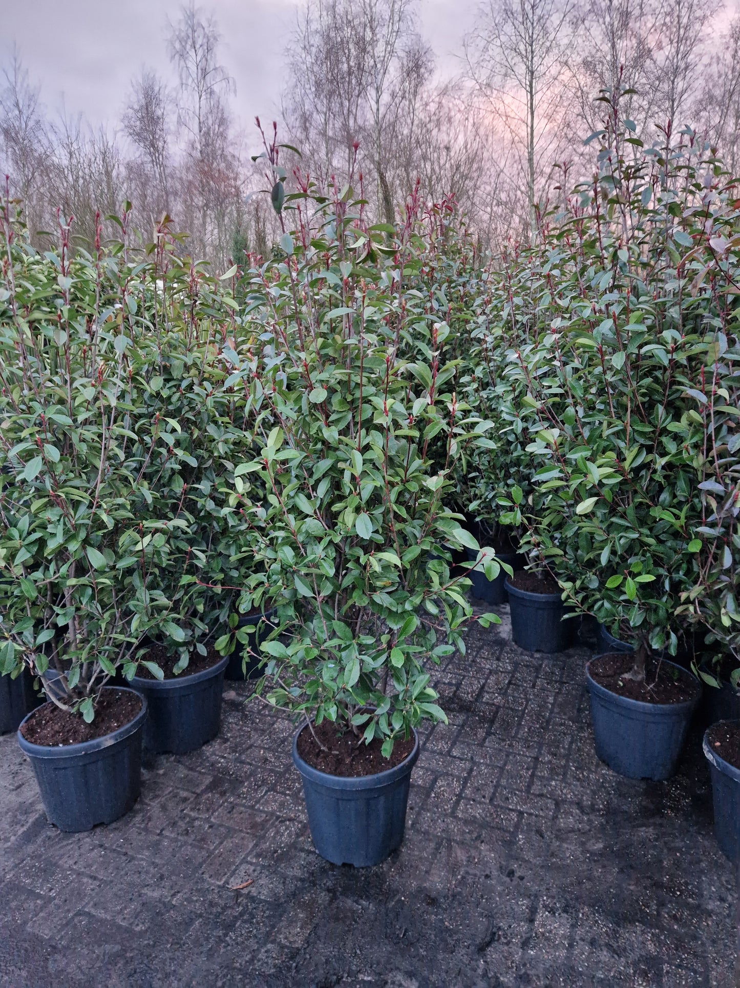 Photinia fraseri Red robin 175-200cm glansmispel