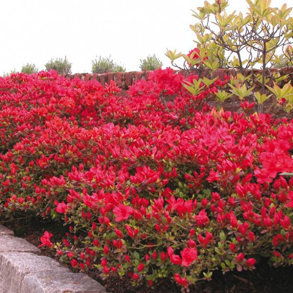 Azalea Japonica Moederkensdag Rood