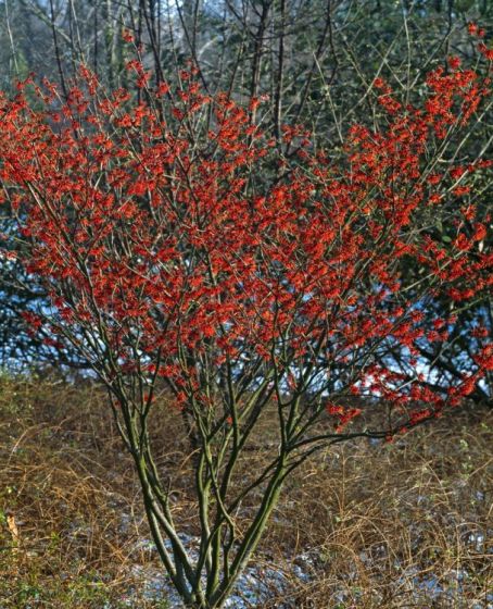 Hamamelis Int. Feuerzauber Toverhazelaar