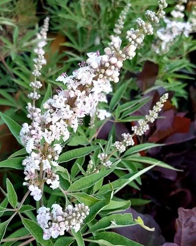 Vitex agnus-castus Albus Monnikspeper 80-100cm