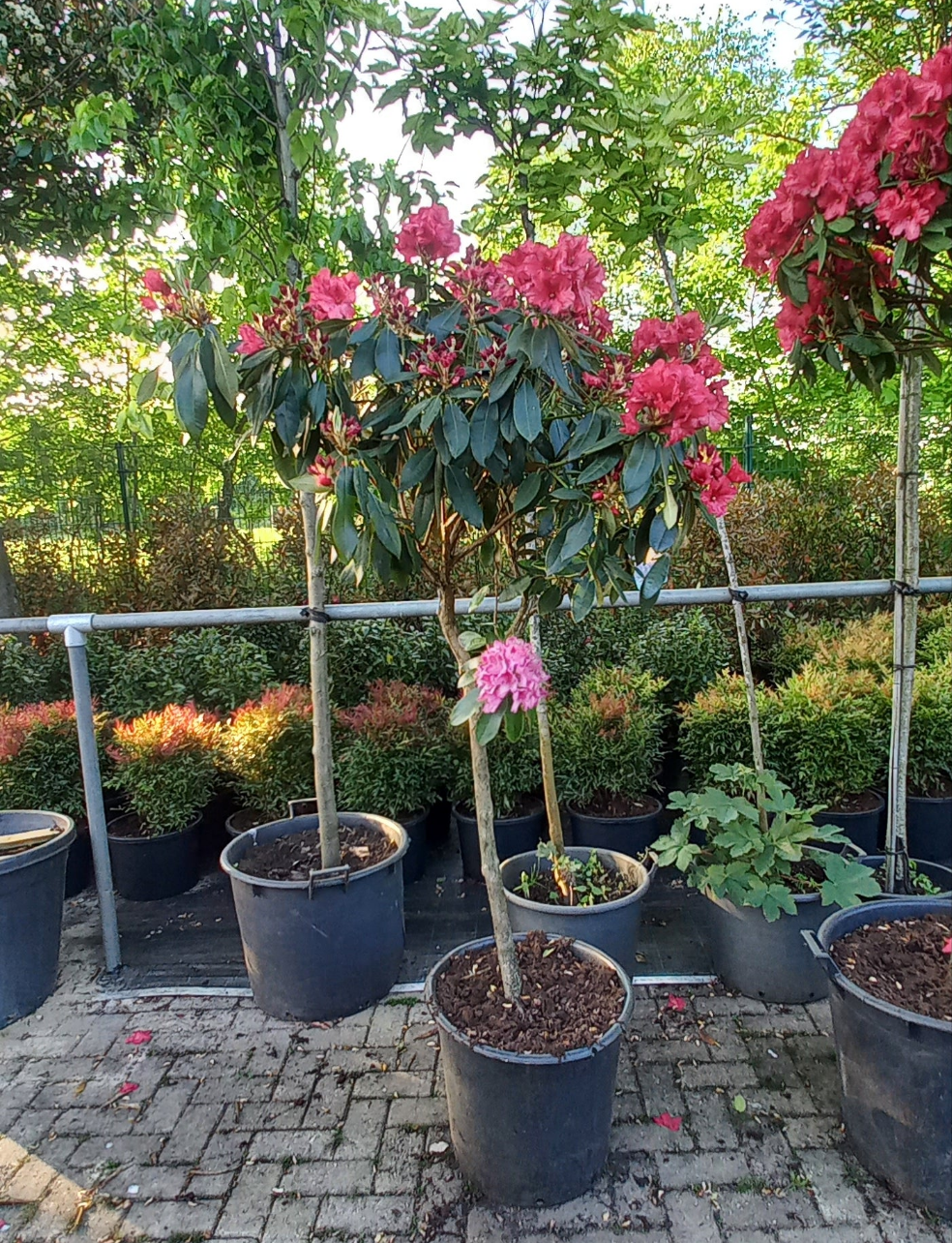 Rhododendron Hybride LagerFeuer