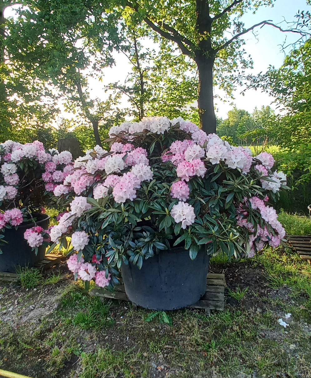 Rhododendron yak. Excelsior 150cm