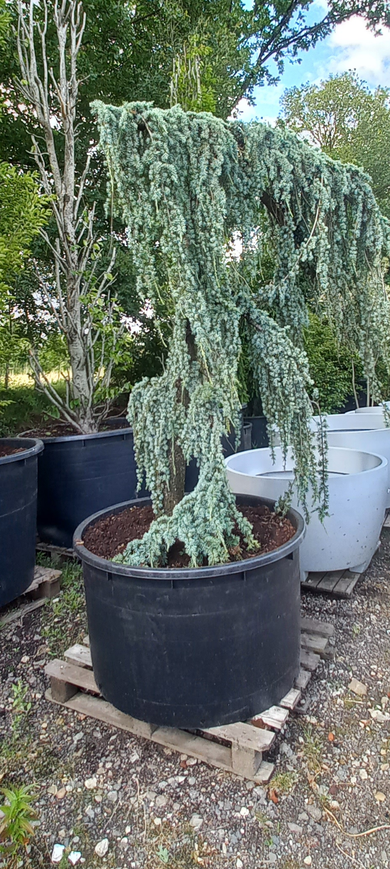 Cedrus Atlantica glauca Pendula treurceder