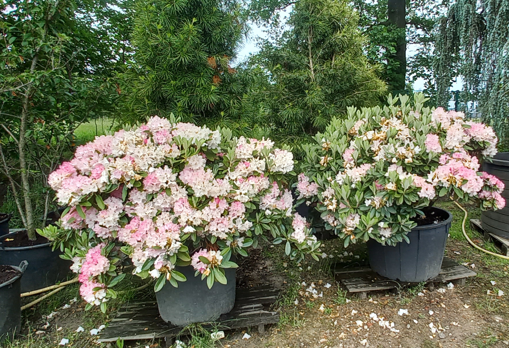 Rhododendron yak. Arabella 150cm