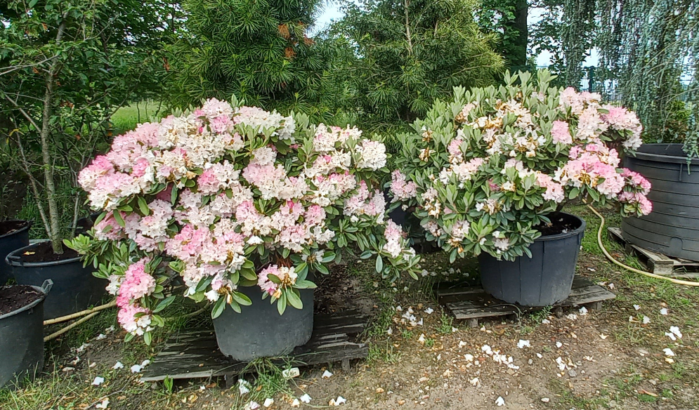Rhododendron yak. Arabella 150cm