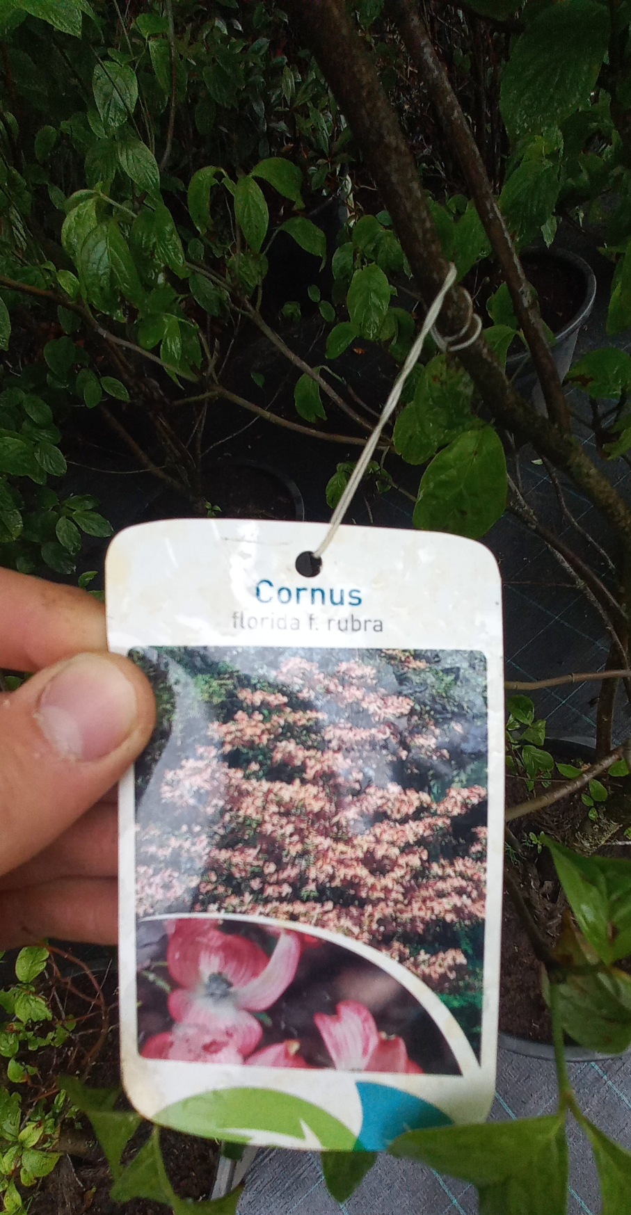 Cornus florida Rubra Kornoelje roze 150cm