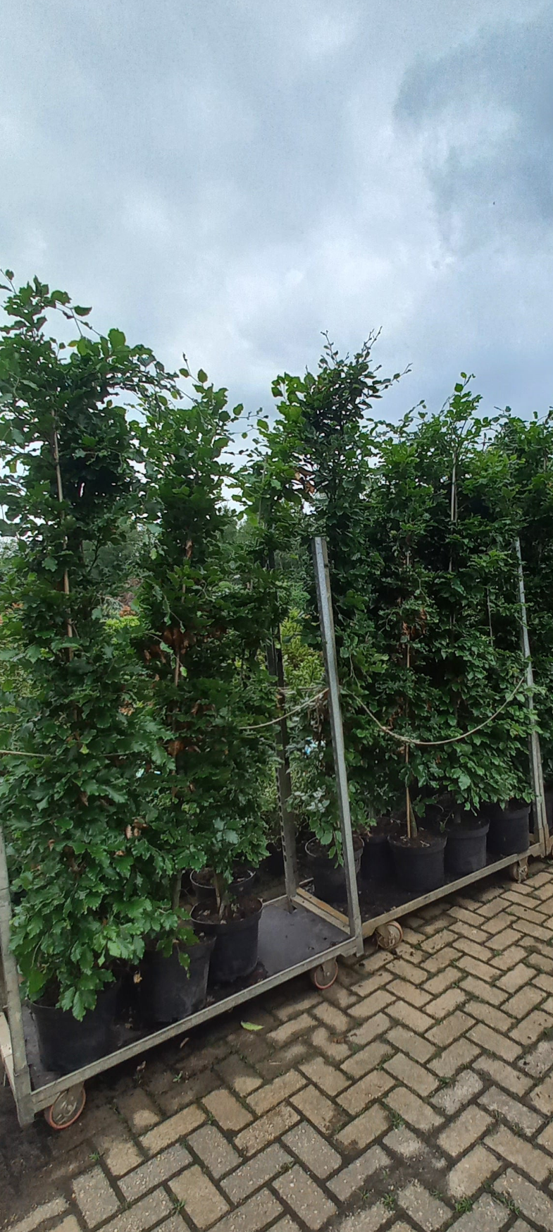 Beukenhaag XXL Fagus Sylvatica Pot 225cm. Gehele jaar door Aanplantbaar
