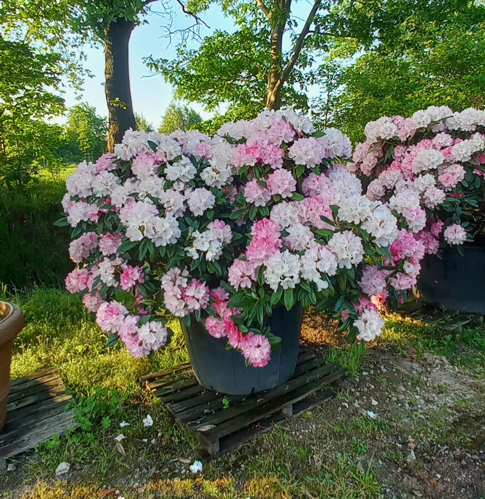 Rhododendron yak. Excelsior 150cm