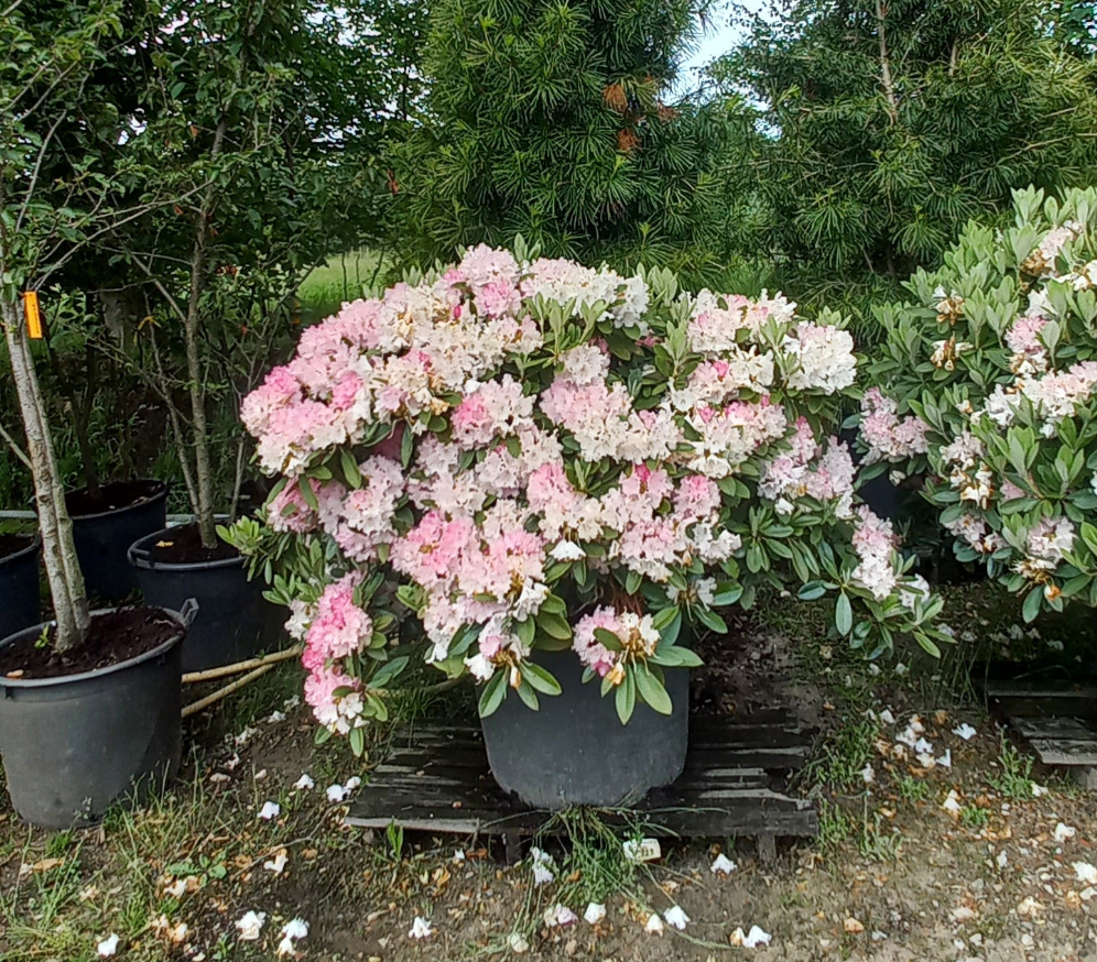 Rhododendron yak. Arabella 150cm