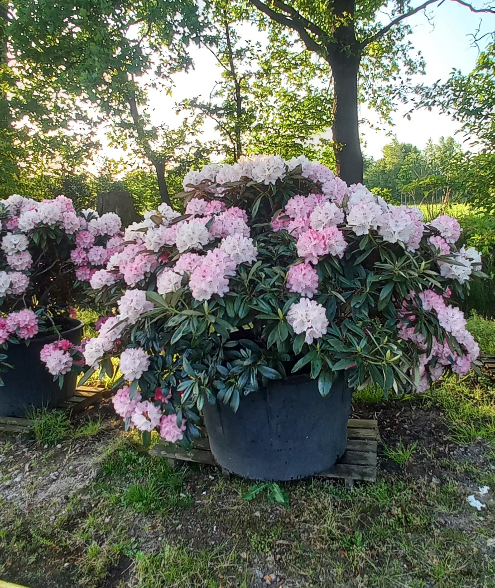 Rhododendron yak. Excelsior 150cm