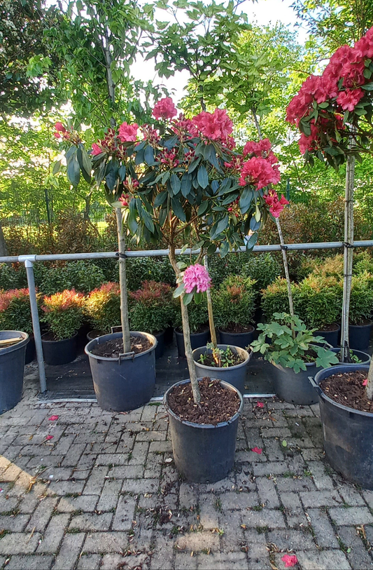 Rhododendron Hybride LagerFeuer