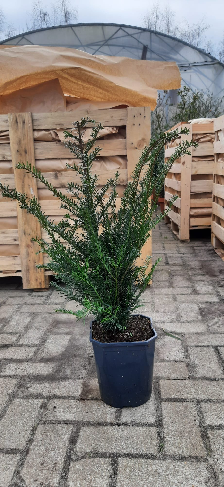 Taxus baccata haagplant