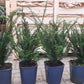 Taxus baccata haagplant