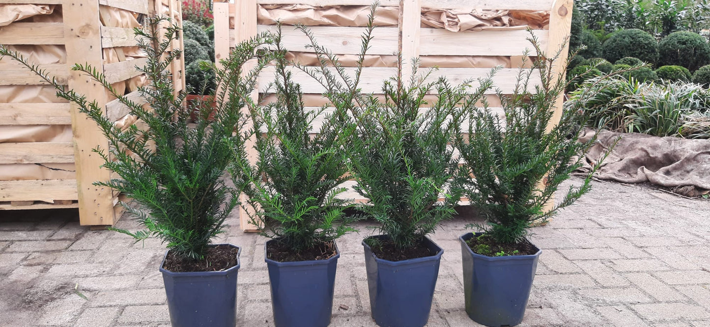 Taxus baccata haagplant