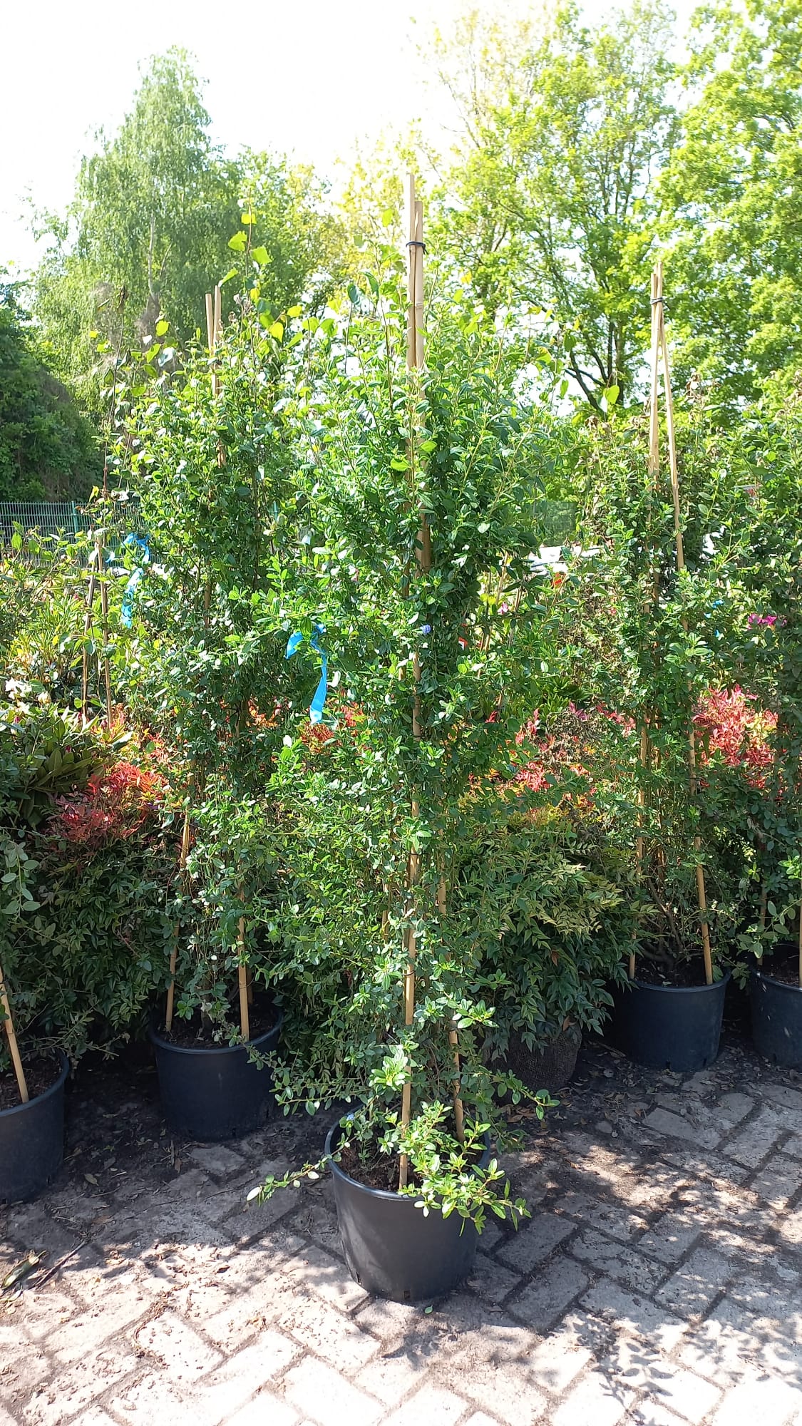 Ceanothus Cascade Klimplant 175cm Amerikaanse Sering XXL