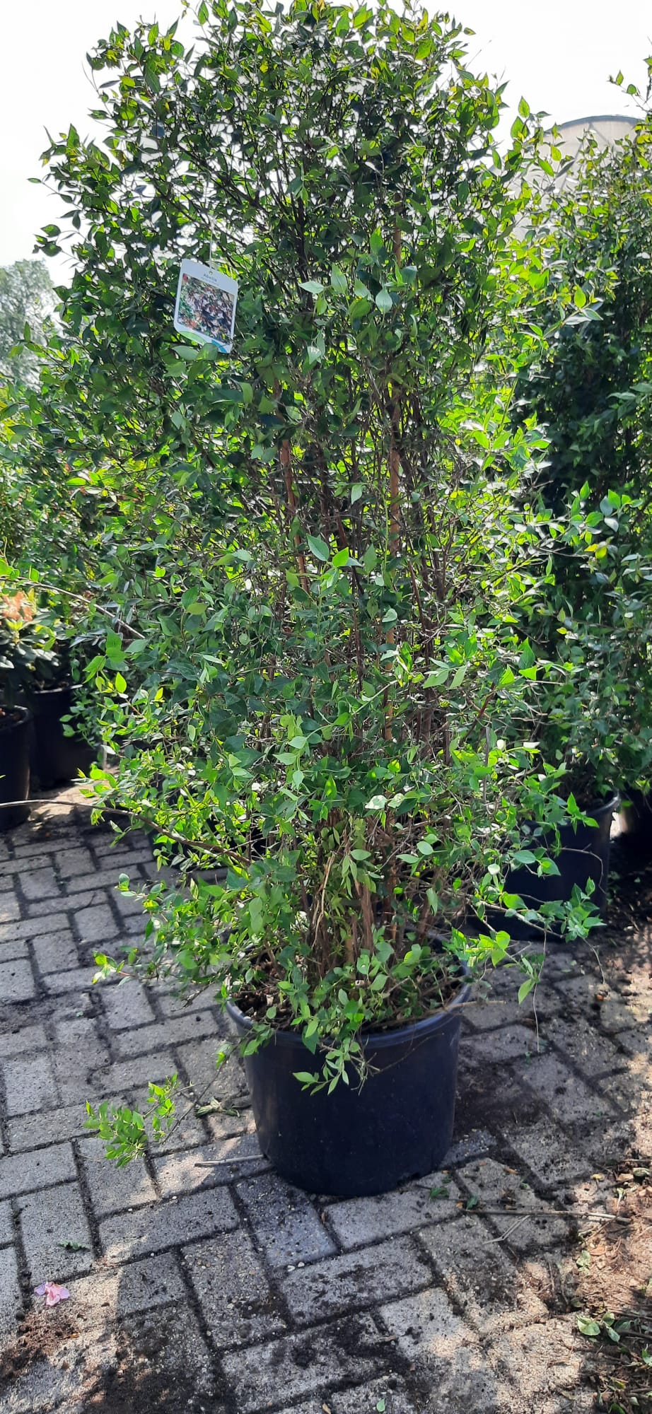 Abelia Grandiflora 175cm Roze Wit XXL