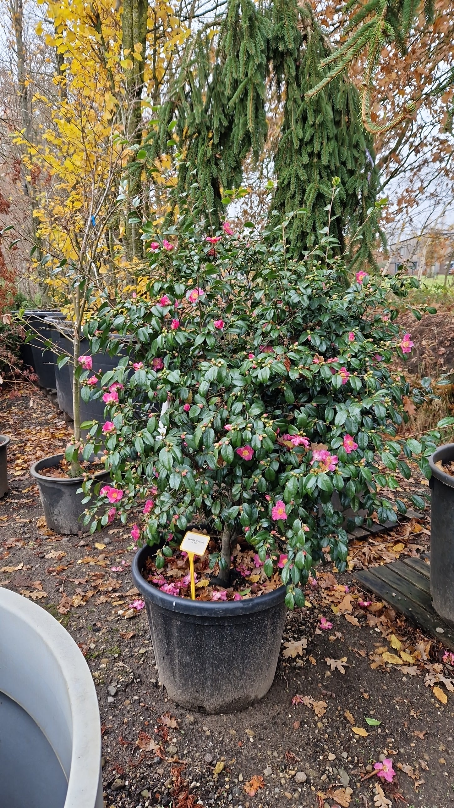 Camellia Koto No Kaori XXL