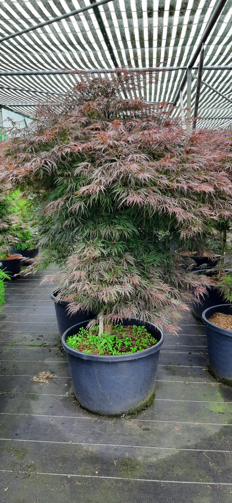 Acer palmatum Crimson Queen Japanse esdoorn 175cm