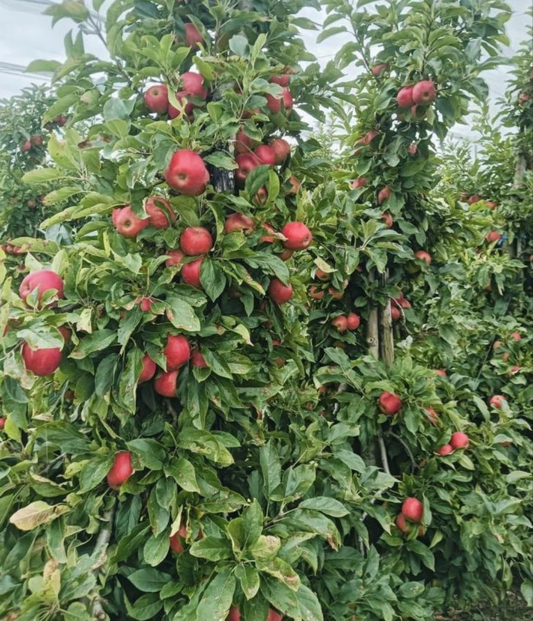 Oude appelboom Malus Elstar Fruit 250-300cm