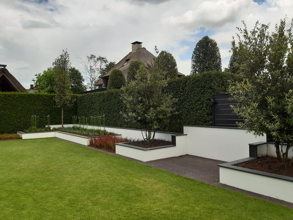 Quercus Ilex Meerstammig steeneik