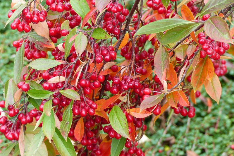 Aronia Arbutifolia Appelbes